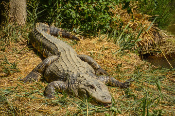 crocodile on the bank of a river
