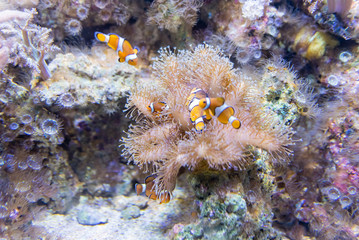 Fototapeta na wymiar Closeup of clownfishes in aquarium environment