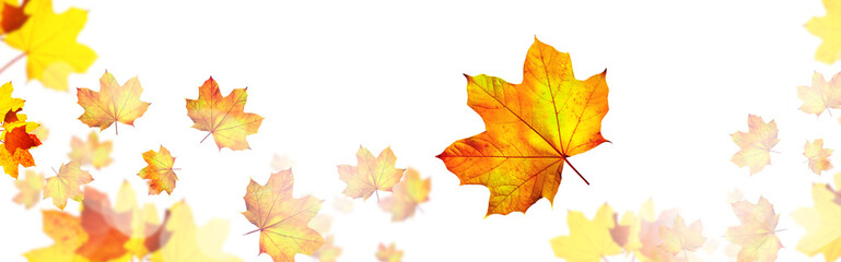 Fototapeta na wymiar Goldener Herbst auf weissem Hintergrund