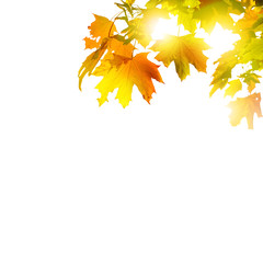 Naklejka na ściany i meble Goldener Herbst auf weissem Hintergrund