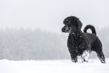 Pudel und Bracke im Schnee