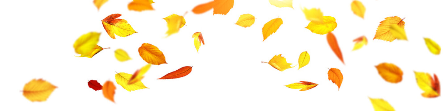 Goldener Herbst auf weissem Hintergrund