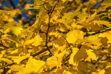 Background of yellow foliage.