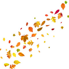 Goldener Herbst auf weissem Hintergrund