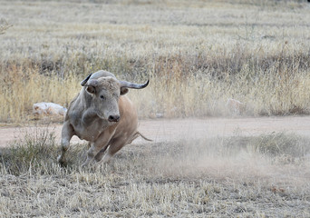 bull
