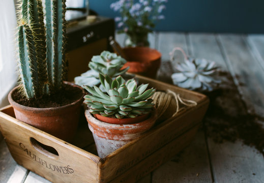 Succulents on a potting bench with gardening paraphernalia