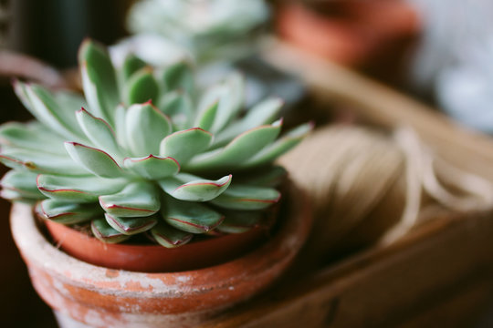 Succulents on a potting bench with gardening paraphernalia