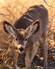 A menacing deer prowls through Badlands National Park, South Dakota