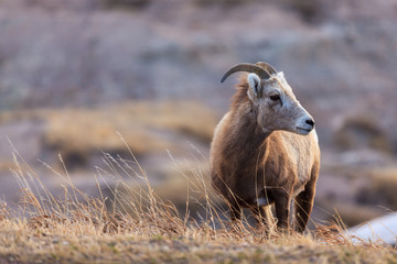 A bighorn sheep takes in the landscape of Badlands National Park, South Dakota