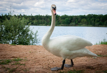 Swan poses in front of the camera. Lake, trees, sand, water, grass, green.
