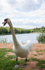 The swan is looking for food. Wings up and the scream.