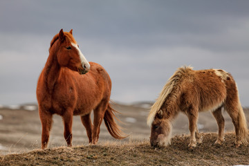 Two horses graze on the frozen tundra of Montana
