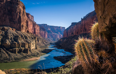 cactus overlooking the grand canyon  - obrazy, fototapety, plakaty