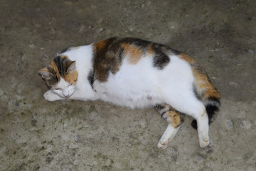Pregnant cat resting. Calico cat with a big belly lying on the concrete