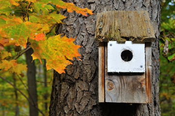 Fall Bird House