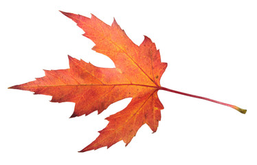 Red autumn leaf of silver maple or Acer saccharinum isolated on white background