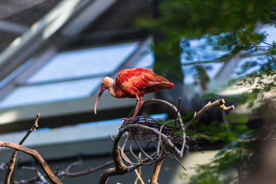 Red Ibis Bird