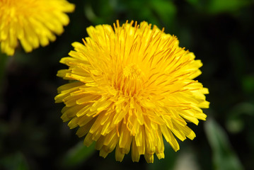 Yellow dandelion (Taraxacum) on a dark background, macro