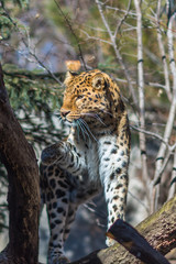 Leopard