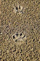 A dog's track in the sand. A dog was walking along the seashore and left traces in the sand.