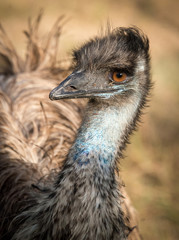 emu