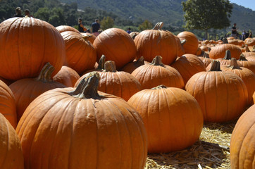 Pumpkin Patch in Autumn at Pumpkin Farm