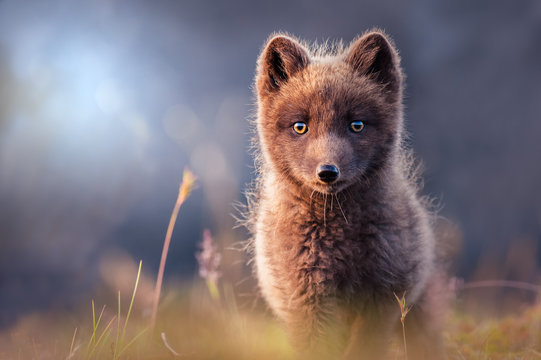 Fototapeta Arctic Fox in evening sun