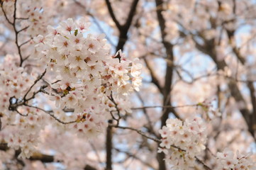 桜