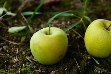 Green Apples on the ground at the farm upstate NY