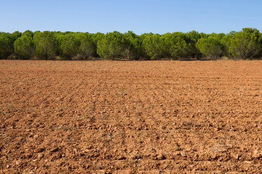 Terreno agricola de tierra arada con plantación de pinos