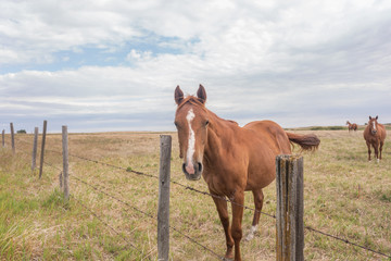 brown horse behind a barbed wire fence © snaphappy28