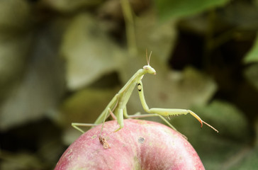 The male praying mantis on the apple. Mantis looking for prey. Mantis insect predator.