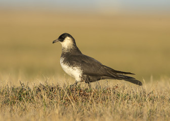 Pomarine Jaeger (Stercorarius pomarinus)