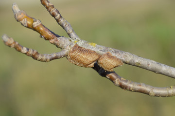 Ootheca mantis on the branches of a tree. The eggs of the insect