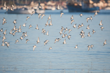 Dunlin, Calidris alpine