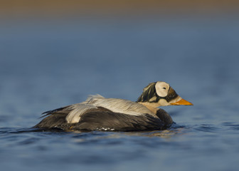 Spectacled Eider (Somateria fischeri)