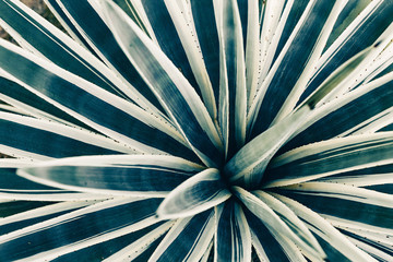tropical bush leaves texture close up