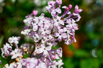 The blooming lilacs