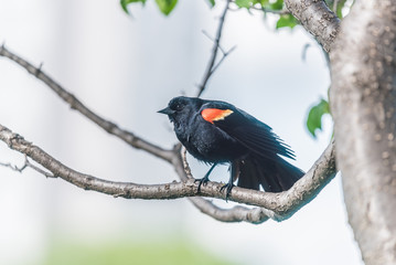 Red-Winged Blackbird Male
