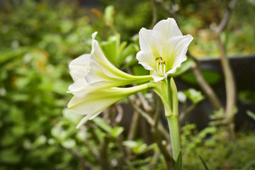 Close up white hippeastrum johnsonii bury flower in garden