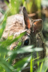 Bunny