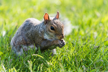 Squirrel