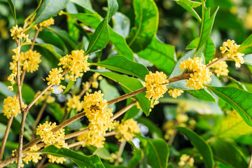 Beautiful yellow osmanthus fragrans bloom in october