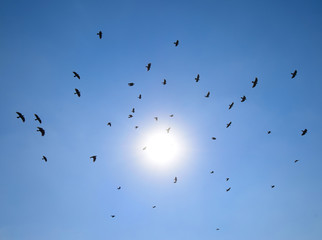 Silhouette of a flock of blackbird flying through a surreal even