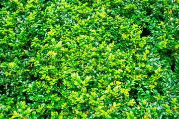 green bush texture background