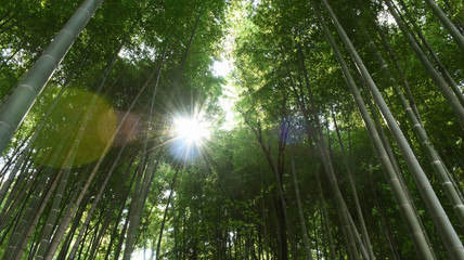 眩しい太陽と竹林（栄光、維持、長期保障、年金、保険などのイメージ））