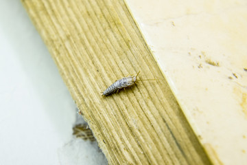 Pest books and newspapers. Insect feeding on paper - silverfish