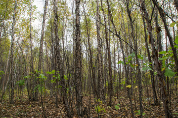 Beautiful autumn forest