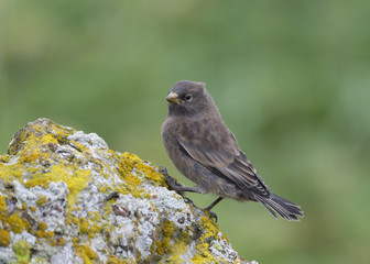 Gray-crowned Rosy Finch