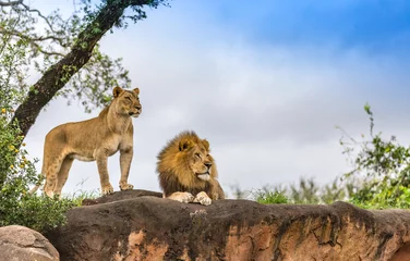 Deurstickers Leeuw mannelijke en vrouwelijke leeuw